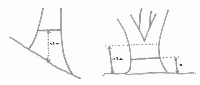 Sketch: measuring the girth on the slope, tape at the narrowest point below the fork