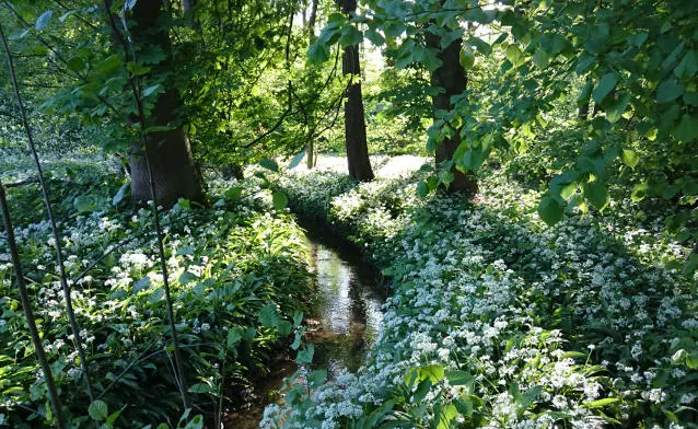 Der Mühlengraben fließt durch den Wald, an den Ufern blüht Bärlauch